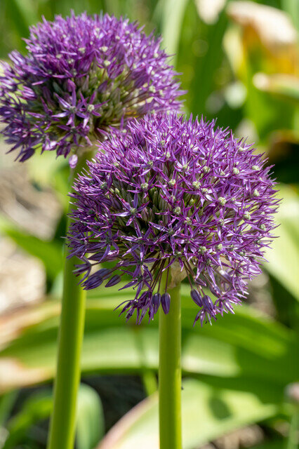 Allium wortelstok, Millenium (meerjarig)