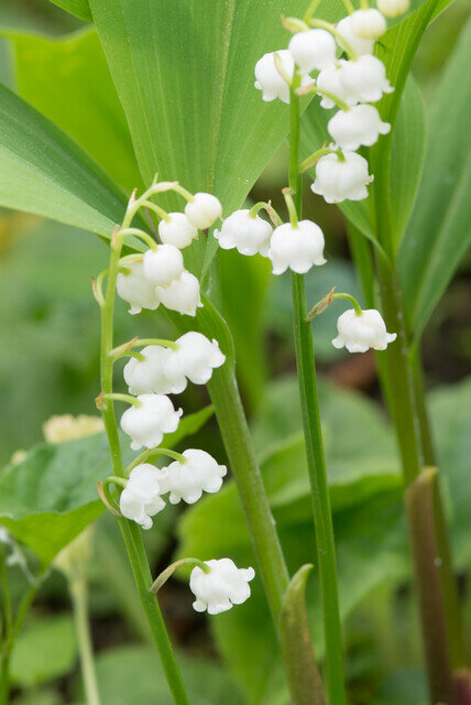 Lelie van Dalen wortelstokken, Convallaria majalis (10 st.)