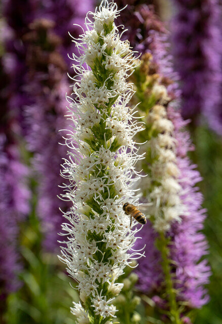 Liatris bloembollen, Blauw-wit mix (20 st.)