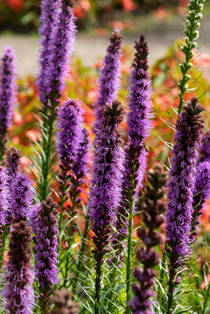 Liatris wortelstokken, Paars (spicata)