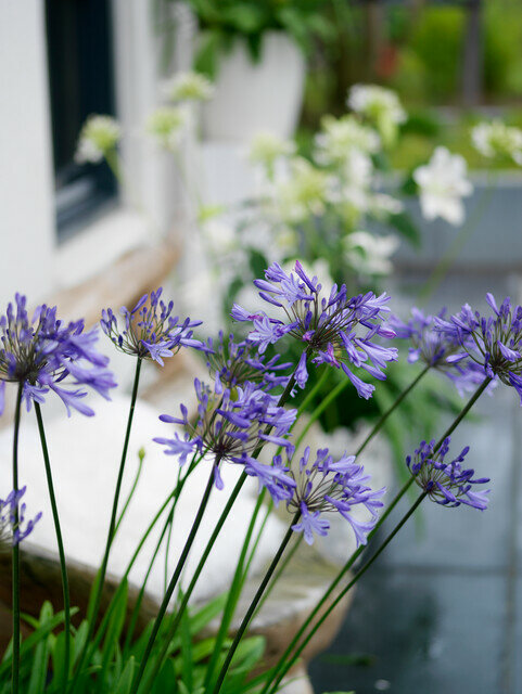 Agapanthus bloembollen, Afrikaanse Lelie - Blauw en Wit