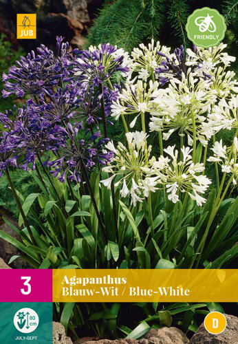 Agapanthus bloembollen, Afrikaanse Lelie - Blauw en Wit