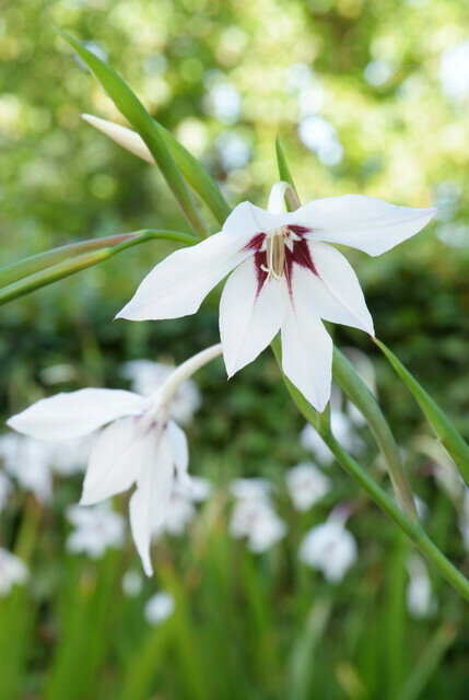 Acidanthera bloembollen, Gladiolus Callianthus