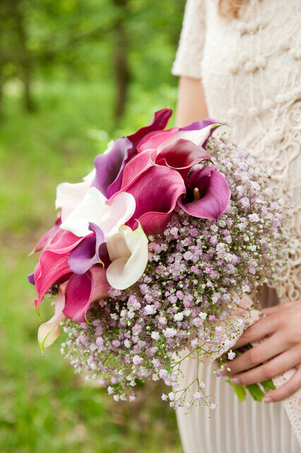 Zantedeschia bloembollen, Pastel mix Calla (Grootverpakking)