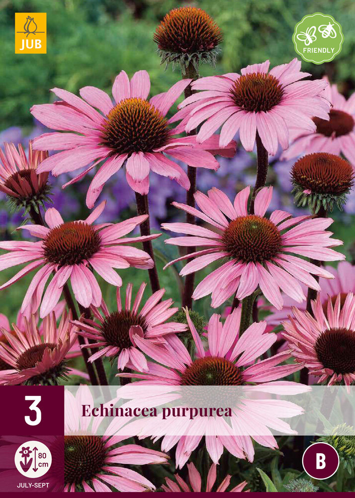 Zonnehoed knollen, Echinacea purpurea