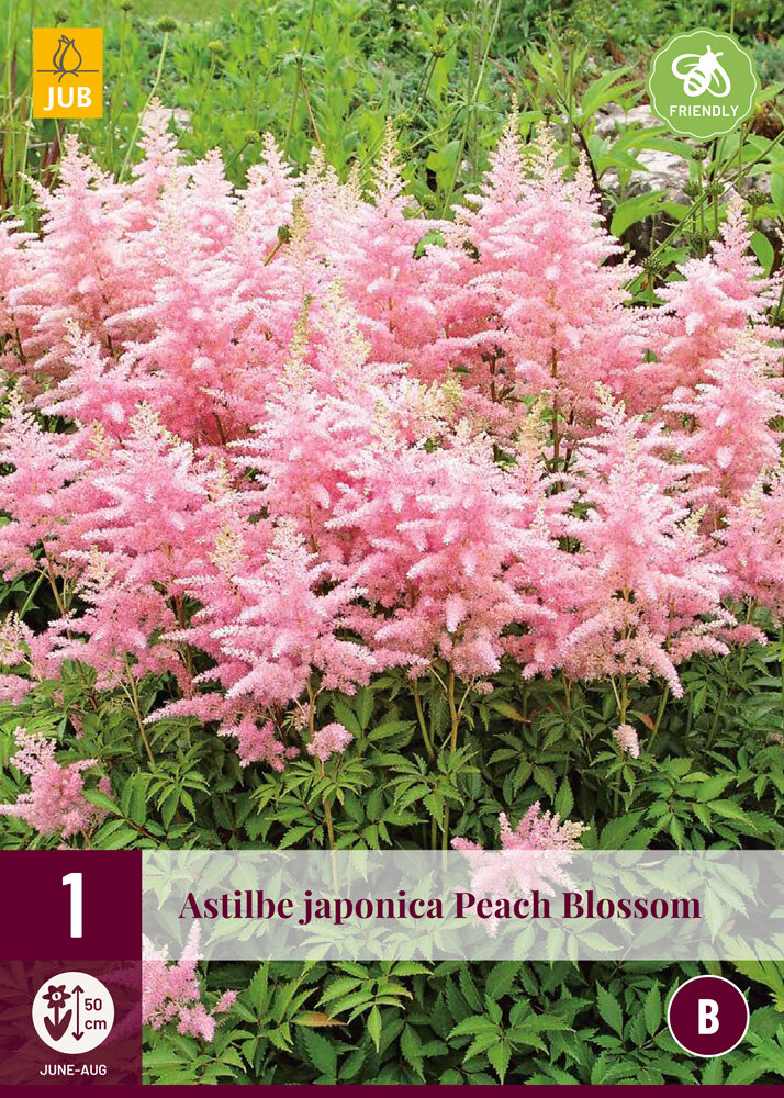 Astilbe wortelstok, Peach Blossom (Pluimspirea)