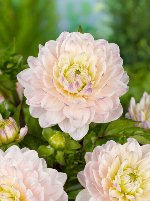 Dahlia knol, Diana's Memory