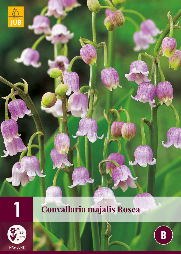 Lelie van Dalen wortelstok, Convallaria majalis rosea