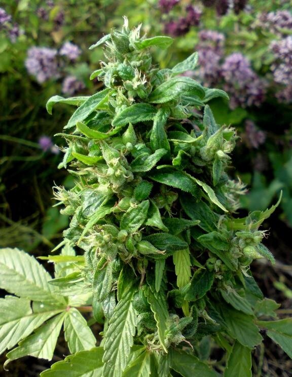 Hennep zaden, Finola (Olie- en vezelhennep)