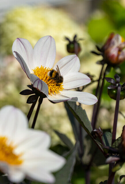 Dahlia knol, Happy Days Cream White