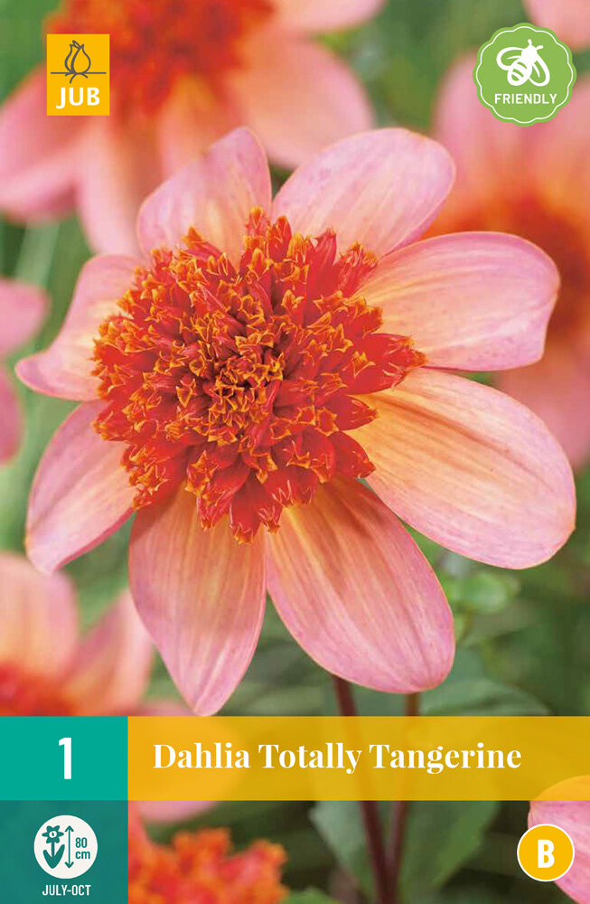 Dahlia knol, Totally Tangerine