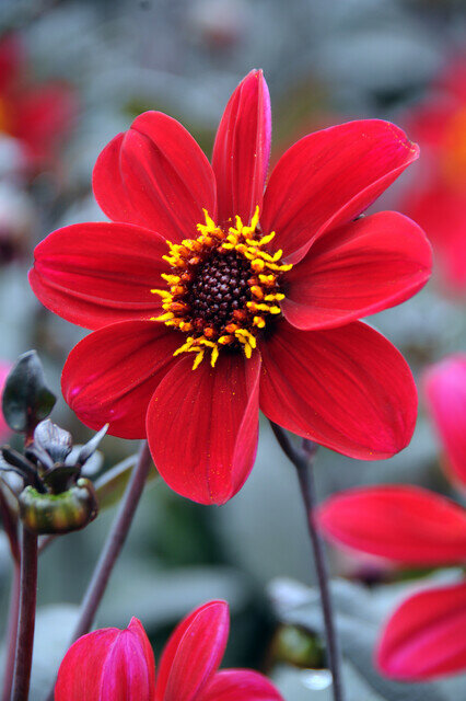 Dahlia knol, Happy Single Romeo