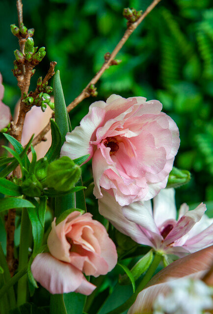 Ranonkel bloembollen, Pastel mix (Ranunculus)