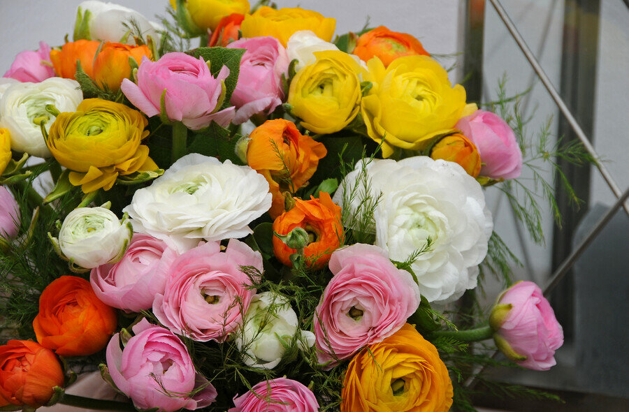 Ranonkel bloembollen, Ranunculus mix (40st.)