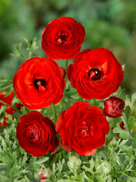 Ranonkel bloembollen, Rood (Ranunculus)
