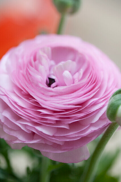 Ranonkel bloembollen, Roze (Ranunculus)