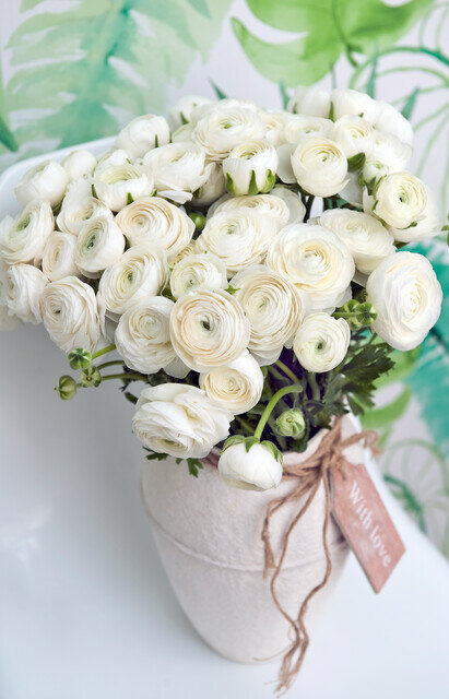 Ranonkel bloembollen, Wit (Ranunculus)