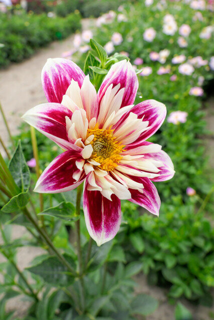Dahlia knollen, Sweet Mix
