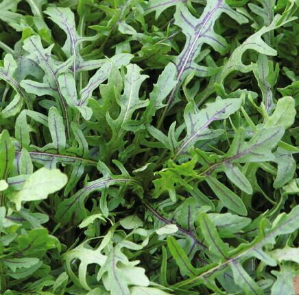 Rucola zaden, Dragons Tongue