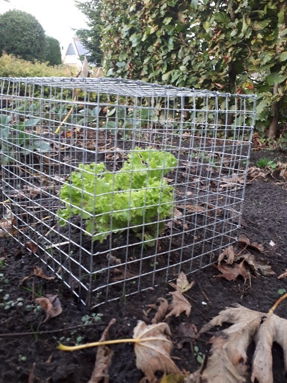 Plantenbench QS, Opvouwbaar (set van 2)