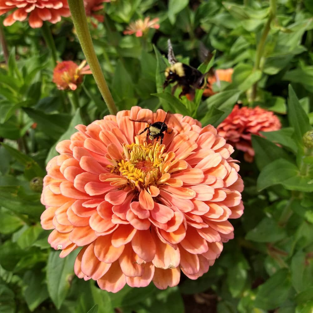 Zinnia zaden, Eldorado