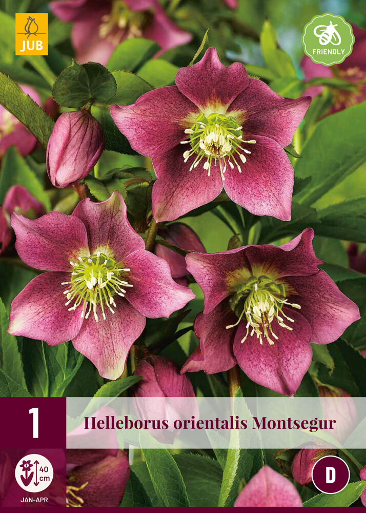 Helleborus knol, Montsegur (orientalis)