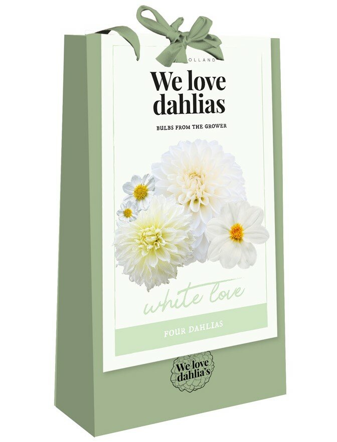 Dahlia knollen, White Love