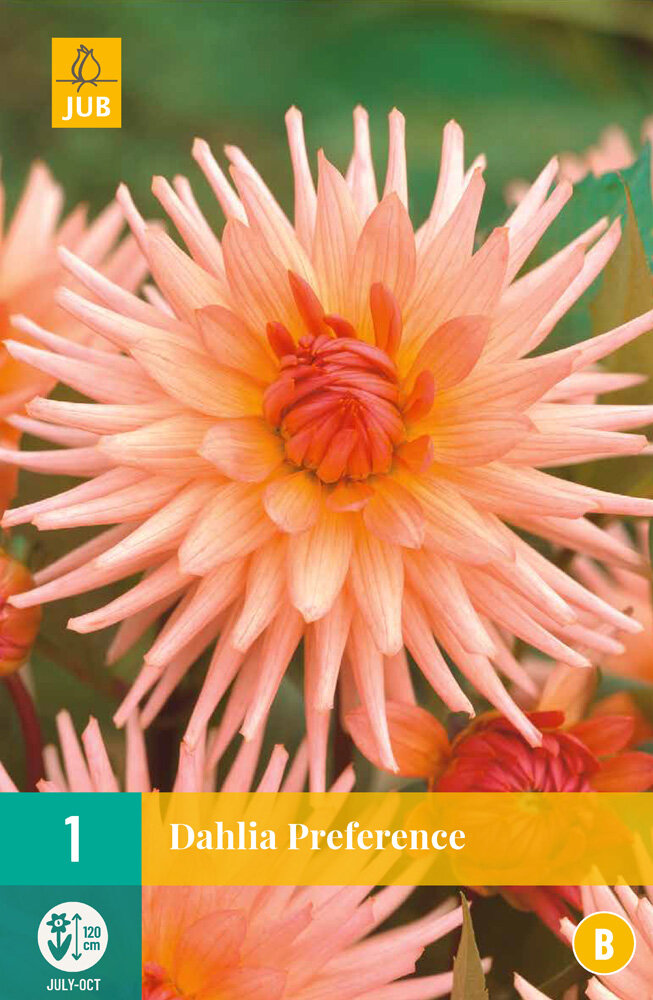 Dahlia knol, Preference