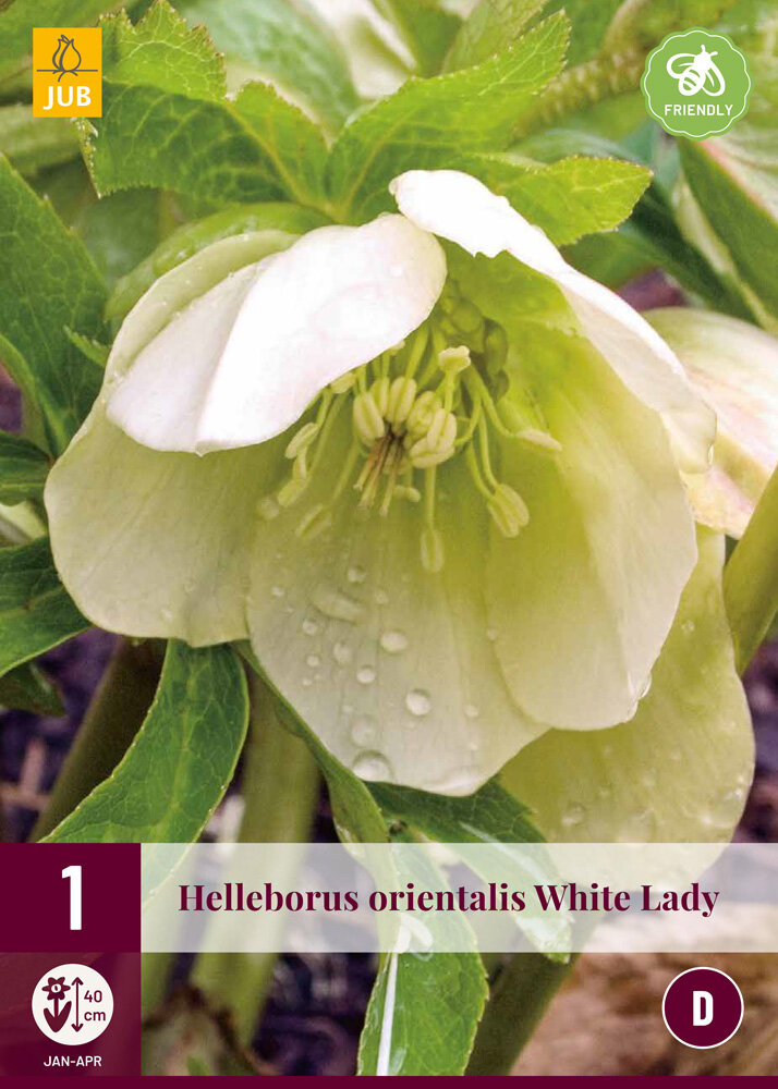 Helleborus knol, White Lady (orientalis)