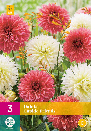 Dahlia knollen, Cupido Friends (3-pack)