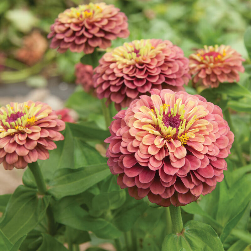 Zinnia zaden, Queen Red Lime