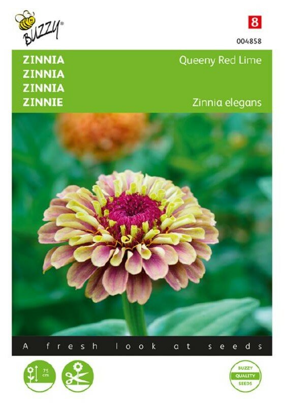 Zinnia zaden, Queen Red Lime