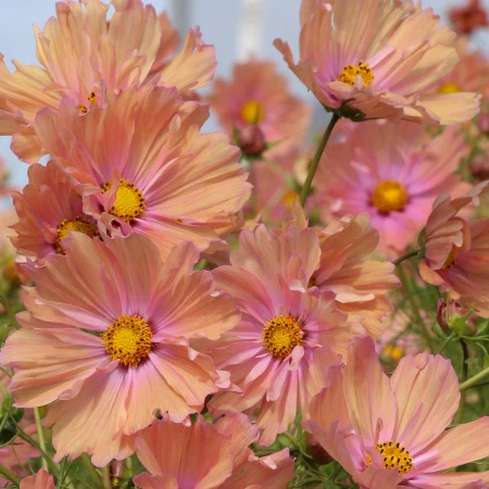 Cosmea zaden, Apricotta (Cosmos)