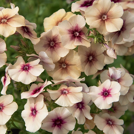 Phlox zaden, Cherry Caramel (Vlambloem)
