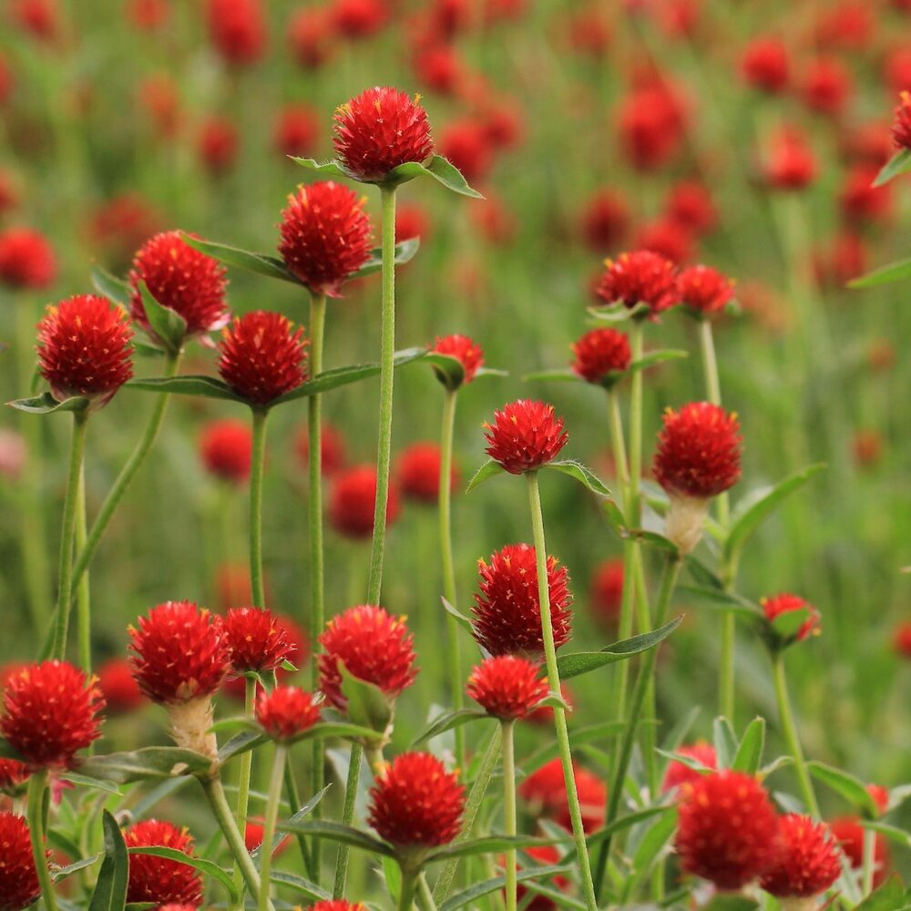 Kogelamarant zaden, Strawberry Fields (Gomphrena)