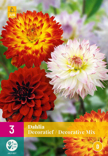 Dahlia knollen, Decoratief mix