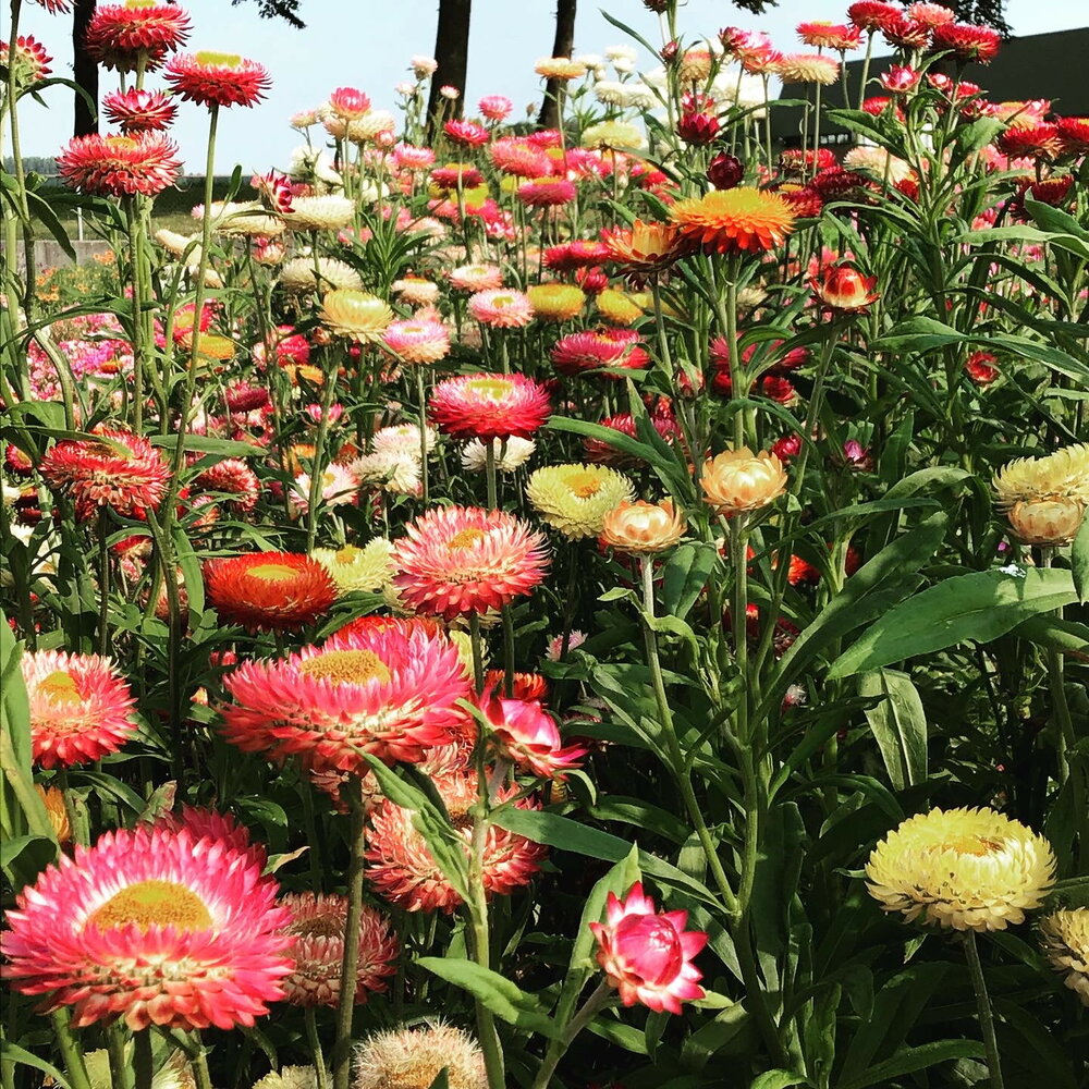 Strobloem zaden, Tom Thumb