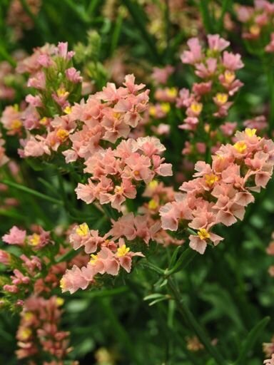 Limonium zaden, Apricot Shades (Lamsoor)