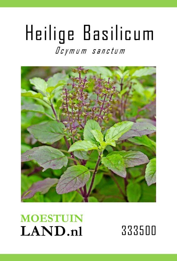 Tulsi zaden, Heilige Basilicum 'Samui' (Red Tulsi) 