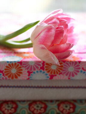 Tulp bloembollen, Foxtrot