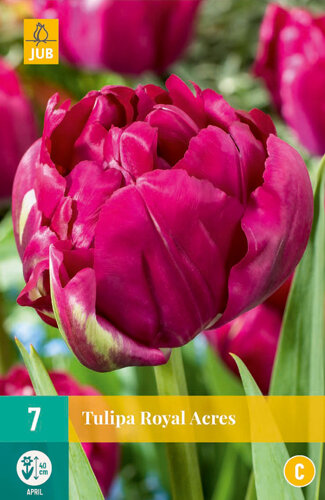 Tulp bloembollen, Royal Acres