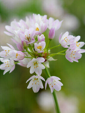 Allium bloembollen, Roseum