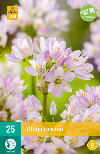 Allium bloembollen, Roseum