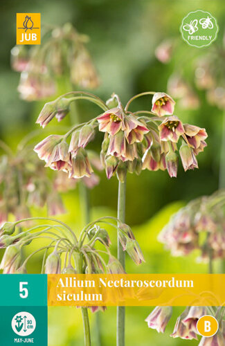 Allium bloembollen, Nectaroscordum siculum