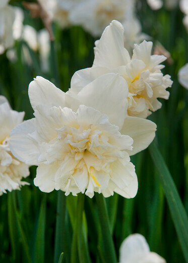 Narcis Bloembollen, Ice King