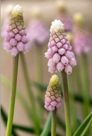 Druifjes bloembollen, Pink Sunrise (Muscari)