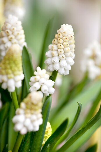 Druifjes Bloembollen, White Magic (muscari)