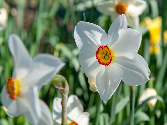 Narcis bloembollen, Recurvus