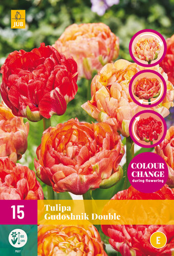 Tulp bloembollen, Gudoshnik Double