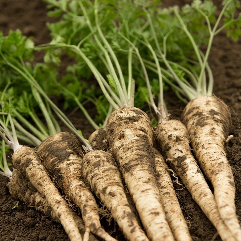 Wortelpeterselie zaden, 'Halflange' | BIO